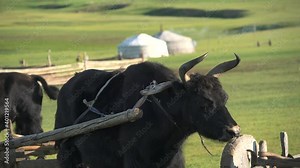 White ger tents and ox cart tumbrel in weadows of Mongolia.Tumbrel tumbril chariot ox cart domestic yak bovid bos grunniens cattle long haired animal husbandry livestock dzo dzomo ger gers tent tents