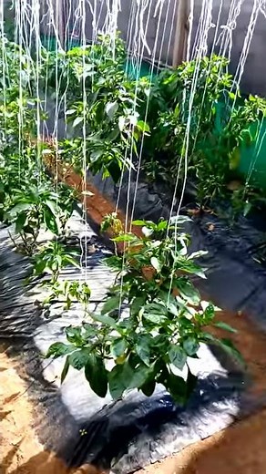 Using Rabbit Urine as pesticide for your plants