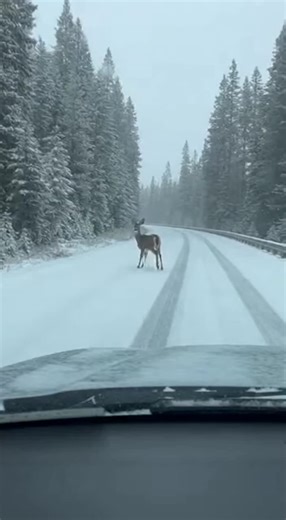 Mama Lynx Trusts Human to Save Her Kittens from Cold