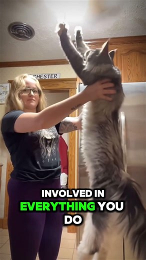 Why Maine Coons Interrupt Everything You Do 😳