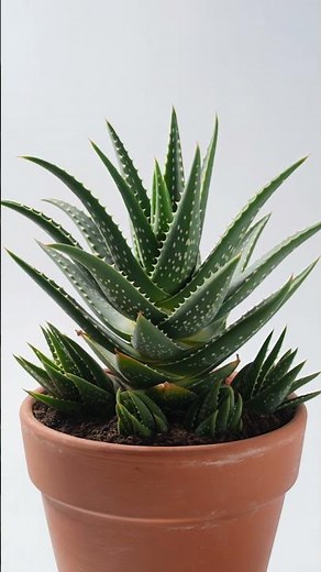 See How Fast Aloe Vera Actually Grows #plants #growth