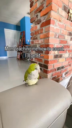 Cute cockatiel singing in the morning 😂🤣 #parrot #reelfacebook #reelfacebookviral | HD Video