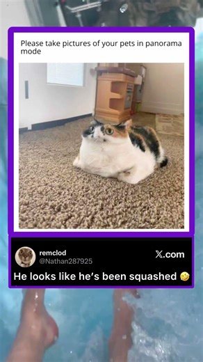 He looks like he’s been squashed 🤯🤣 #bome #funnymemes #funnyimages