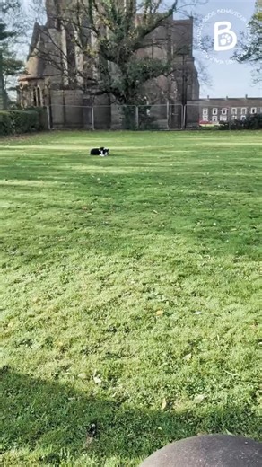 Scooby was a busy boy again today #happy #dogsofinstagram #happydog #dogs #dog #bordercollie #bordercollielovers #colliesofinstagram #collie #mountains | Bdog Behaviour | Facebook