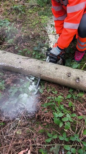 super gemacht ganz knapp runter gesägt 🪵🪚 #motorsägenkurs