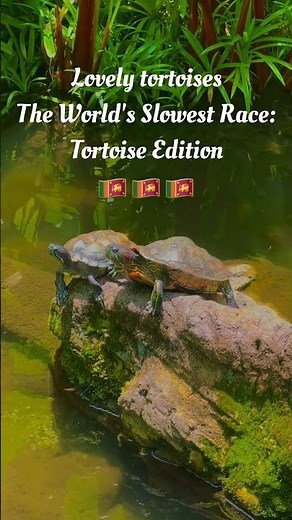 Tortoise Edition beautiful nature #shortvideo #viral #viralvideo #travel #nature #trending #shorts