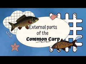 AQUA | Common Carp - Anatomy & Dissection [G2A]