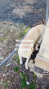 Animal Adoption Center on Reels