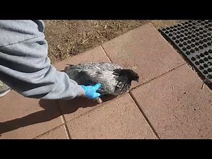 Hen chicken with leg or upper body injury