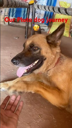 Our Pluto dog journey🥳 || #pluto #minivlog #87 #shortvideo #traning #streetdog #maddythebaa
