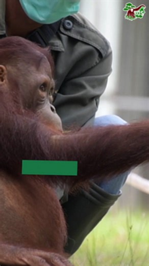 New record!🥇 Temon and Lahei are geniuses when it comes to mastering survival skills. At just 5 and 6 years old, they are the youngest orangutans in our care to have reached the pre-release island stage. Typically, orangutans are between 8 and 10 years old before they are ready to live independently on an island. However, Lahei and Temon are far ahead of their peers. Way to go, Temon and Lahei! You are showing everyone what is possible with excellent caretakers and teachers.👏 #saveorangutans #