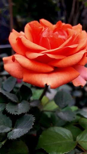 Home #rose #garden #nature #love #redrose #yellowroses #like #flowers #subscribe #trending #war