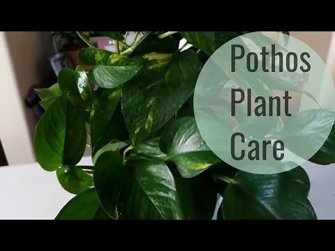 Pothos Plant care and How to Style