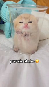 the fact he’s falling asleep 😭 | Soft Cat Memes