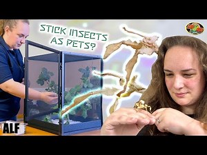 Should you have stick insects as pets in 2023!? | A one stop guide on everything you'd need