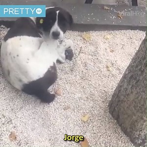 1.8M views · 51K reactions | This dog reuniting with his owner after 3 years, is the most heartwarming thing ever!  | Tyla | Facebook