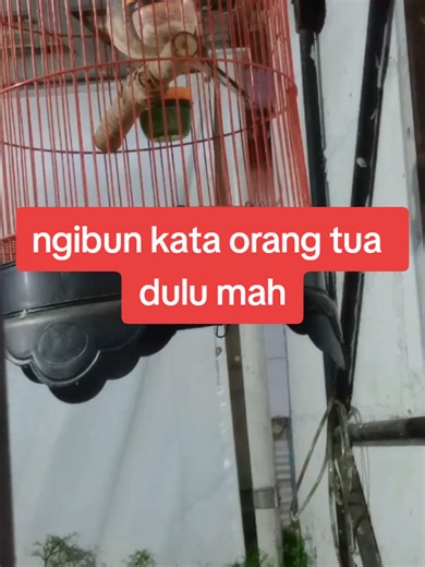 Ngibun Bagus untuk Burung Perkutut Lokal