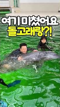 (저장/공유) 일본 오사카 가시는 분들은돌고래 체험 꼭 해보셔야 합니다 #일본 #일본여행 #오사카 #오사카여행 #오사카자유여행 #오사카가볼만한곳 #오사카여행추천 #돌고래 #돌핀
