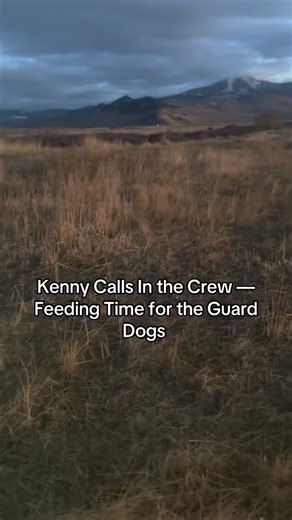 Sometimes the guard dogs are not at the haystack and we have to call them in to feed them. #montana #ranchlife #socks #cowboy #dog | Mandy Holland