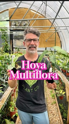 Hoya multiflora, known as the “Shooting Star” Hoya, is one of the easier to care for indoor Hoya plants. They bloom almost freely, with their blooms resembling shooting stars. Hoya multiflora generally has white or yellow blooms and will produce many blooms once it is mature. This is easily one of our favorite Hoyas and one to add to any Hoya collection. Caring for your Hoya multiflora is simple. This plant prefers a well draining soil that is rich in organic matter. Allow your plant to dry out 