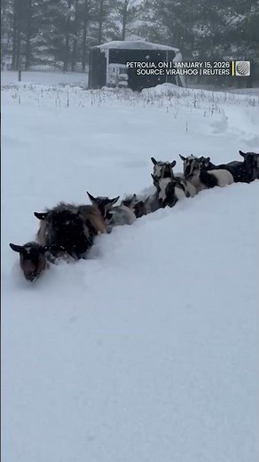 Goat crew plow their way through Ontario's deep snow | #goat