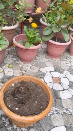 Planting Red Lily from Bulb 🌺 | Lily Bulb Plantation at Home |Terrace Gardening #gardening #shorts