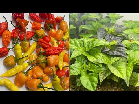 How to germinate pepper seeds using paper towel - indoor seed starting guide