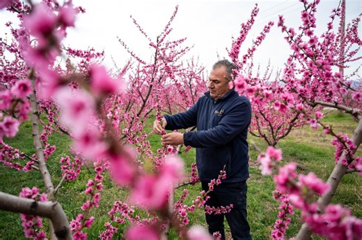 A pink veil across the fields: Thousands flock to Greece’s peach blossoms