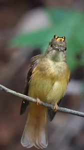 The royal flycatcher is a striking bird known for its vibrant plumage and distinctive crest. Found primarily in Central and South America, it inhabits moist forests and edges. The male features a bright yellow belly and a striking blue and green back, while its most notable characteristic is its elaborate crest, which it can raise during displays. Royal flycatchers primarily feed on insects, using their wide mouths to catch prey mid-air. Their beautiful appearance and unique behavior make them a