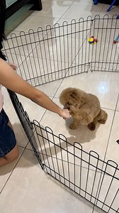 61K views · 492 reactions | moi belajar toss #dewivanow #moi #poochon #poodle #bichon #dog | Dewi Vanow | Facebook