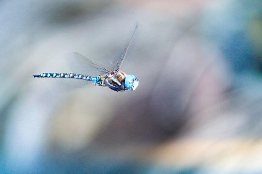 11 Blue Dragonfly Spiritual Meanings: Loyalty and Trust