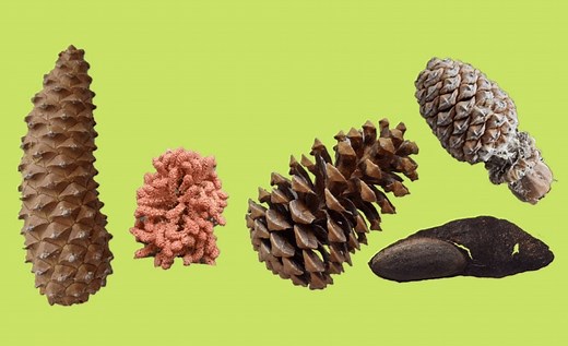 Gymnosperm Life Cycle: How do pine trees reproduce?