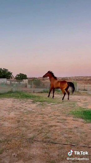 Get off my back 🐎