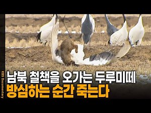 DMZ에서 긴장을 늦춘 두루미의 최후 | KBS 20120627 방송