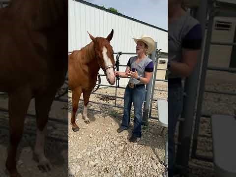 4-H Horse Project: Fitting a Halter for Showmanship