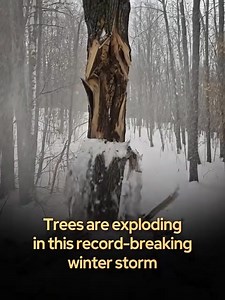This winter has become so extreme that forests are sounding like they’re under fire. Across regions hit by sudden deep freezes, a phenomenon called frost cracking is causing trees to split apart with explosive force. When temperatures drop rapidly during severe winter storms, the water and sap inside a tree can freeze before the wood has time to adjust. As the liquid turns to ice, it expands, building intense pressure inside the trunk until the bark ruptures in a sharp, thunderous crack—often mi