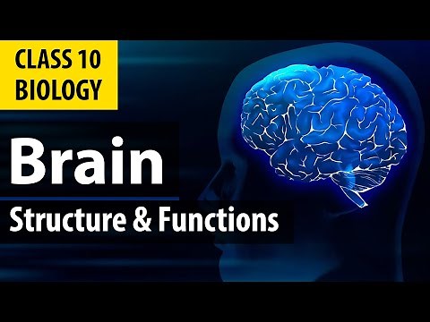 Human Brain and its parts (Structure and Functions)