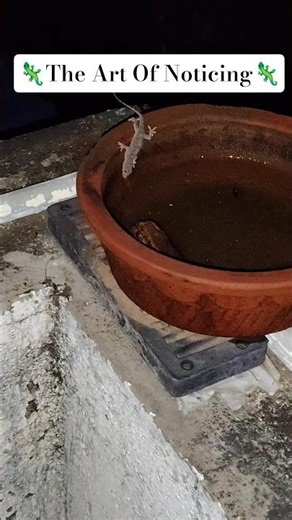 Highly Venomous Monitor Lizzard Drinks Water? 😱🦎#shorts #nature #wildlife #lizzard #alligator