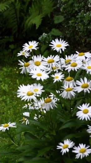 Rain in a Flower Garden | Peaceful Nature Sounds