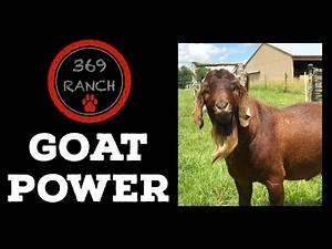 Goat Power - Before and After Brush Clearing