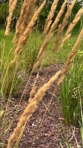 Feather Reed Grass (Calamagrostis × acutiflora ‘Karl Foerster’)