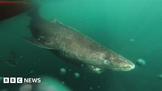 400-year-old Greenland shark ‘longest-living vertebrate’