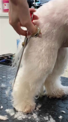 How to trim Maltese dog legs!