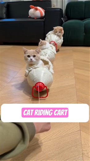 Fun Kitty Cat Cart New toy for cats play happily together #cat #pets #cattoys #catplaying