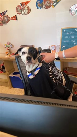 🐾✨DAY IN THE LIFE✨🐾 #dog #vetmed #saying #the #dayinthelife #vetclinic #vetcliniclife #vetcliniccuteness | My Family Vet