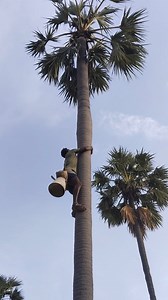 Palm candy making | Nashik Traveller