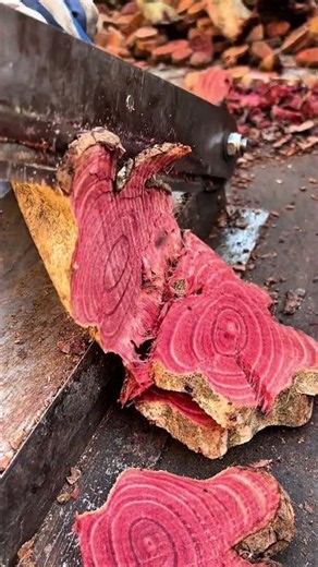 Processing Sappan Wood with a Manual Lever Cutter