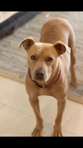 Foxie is a sweet, gentle lady who originally came to Palmetto Animal League in very rough shape. She was emaciated, frightened, and overwhelmed by the busy shelter environment. 😢 But everything changed for Foxie when she was placed in a loving foster home. With patience, care, and kindness, she transformed into a new dog! She gained weight and started to shine with grace and confidence. 💪 Foxie is great with other dogs and walks by your side on a leash. In short, Foxie is the total package! Sh