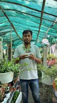 Caring tips Jade plant