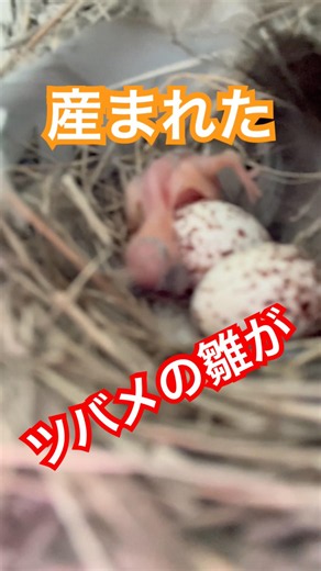 【ツバメ動画】ツバメの雛が産まれました！昨日までは卵だったのに🥚#ツバメの雛#産まれたて #ツバメの子育て#shorts